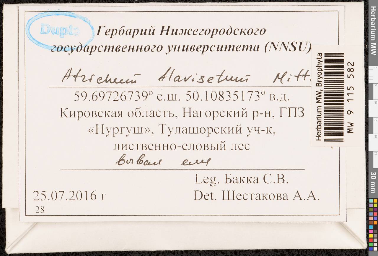 Atrichum flavisetum Mitt., Гербарий мохообразных, Мхи - Пермский край, Удмуртия, Свердловская и Кировская области (B8) (Россия)