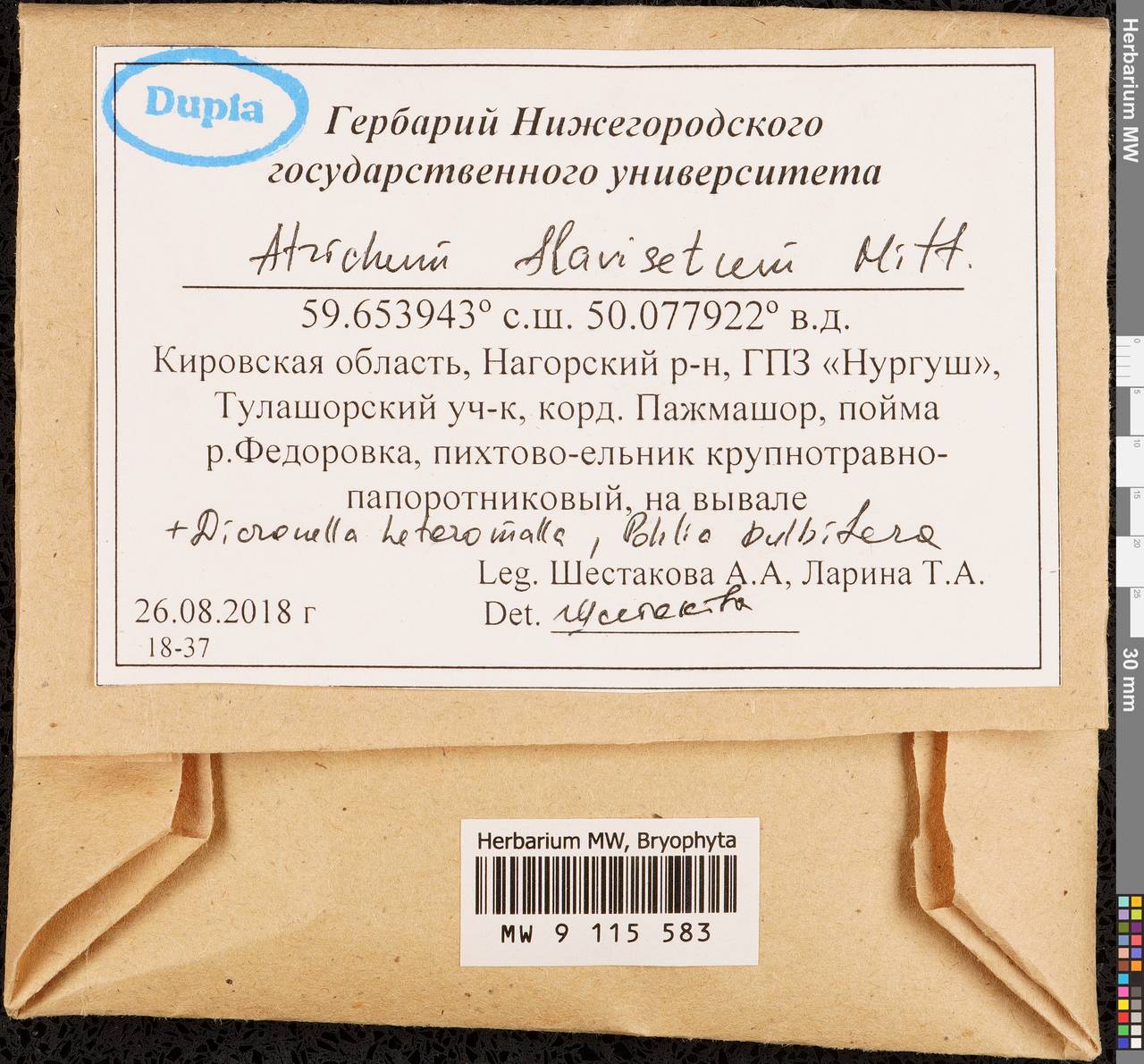 Atrichum flavisetum Mitt., Гербарий мохообразных, Мхи - Пермский край, Удмуртия, Свердловская и Кировская области (B8) (Россия)