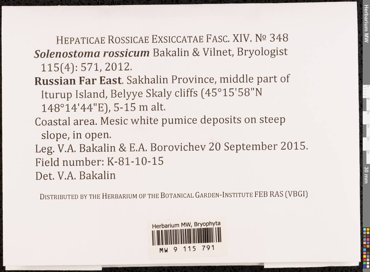 Solenostoma sphaerocarpum (Hook.) Steph., Гербарий мохообразных, Мхи - Дальний Восток (без Чукотки и Камчатки) (B20) (Россия)
