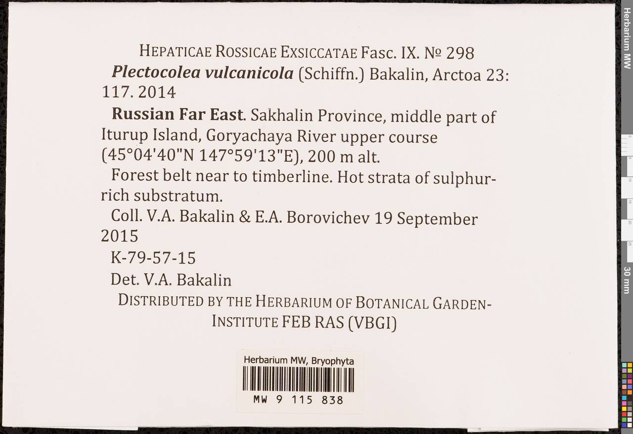 Solenostoma vulcanicola (Schiffn.) Nyushko ex Potemkin & Sofronova, Гербарий мохообразных, Мхи - Дальний Восток (без Чукотки и Камчатки) (B20) (Россия)