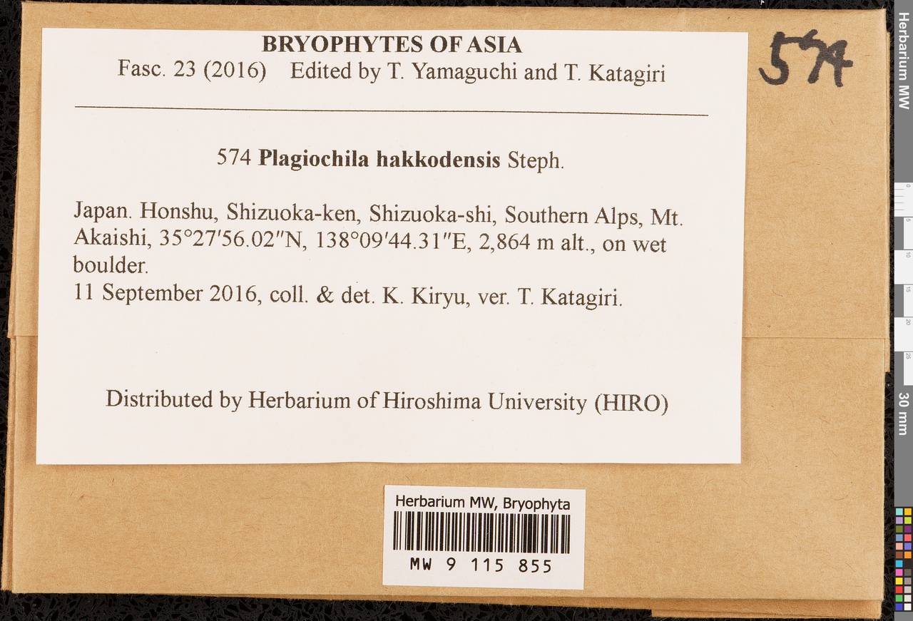 Plagiochila hakkodensis Steph., Гербарий мохообразных, Мхи - Азия (вне границ бывшего СССР) (BAs) (Япония)