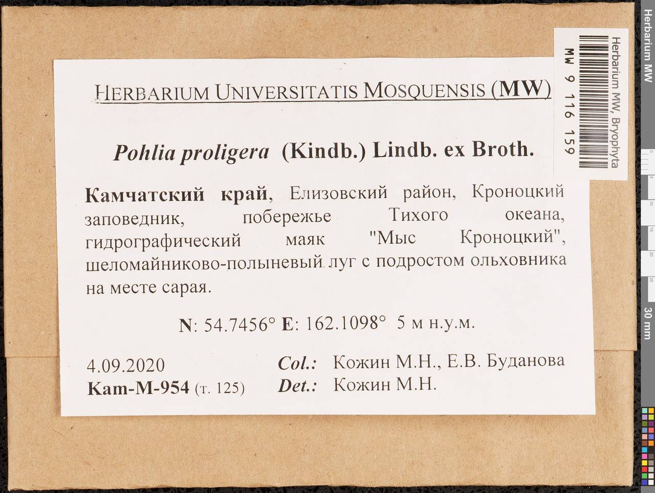 Pohlia proligera (Kindb. ex Breidl.) Lindb. ex Arnell, Гербарий мохообразных, Мхи - Чукотка и Камчатка (B21) (Россия)