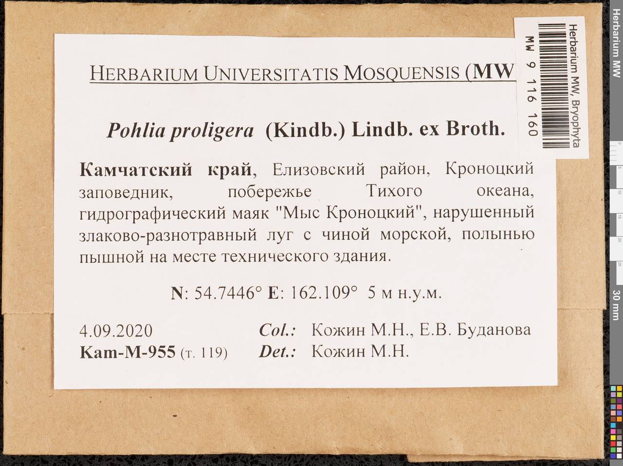 Pohlia proligera (Kindb. ex Breidl.) Lindb. ex Arnell, Гербарий мохообразных, Мхи - Чукотка и Камчатка (B21) (Россия)