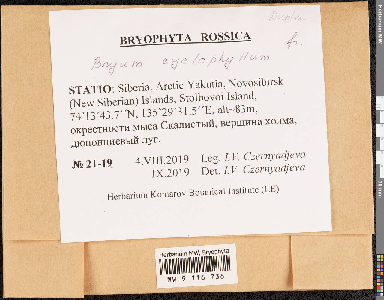 Ptychostomum cyclophyllum (Schwägr.) J.R. Spence, Гербарий мохообразных, Мхи - Якутия (B19) (Россия)