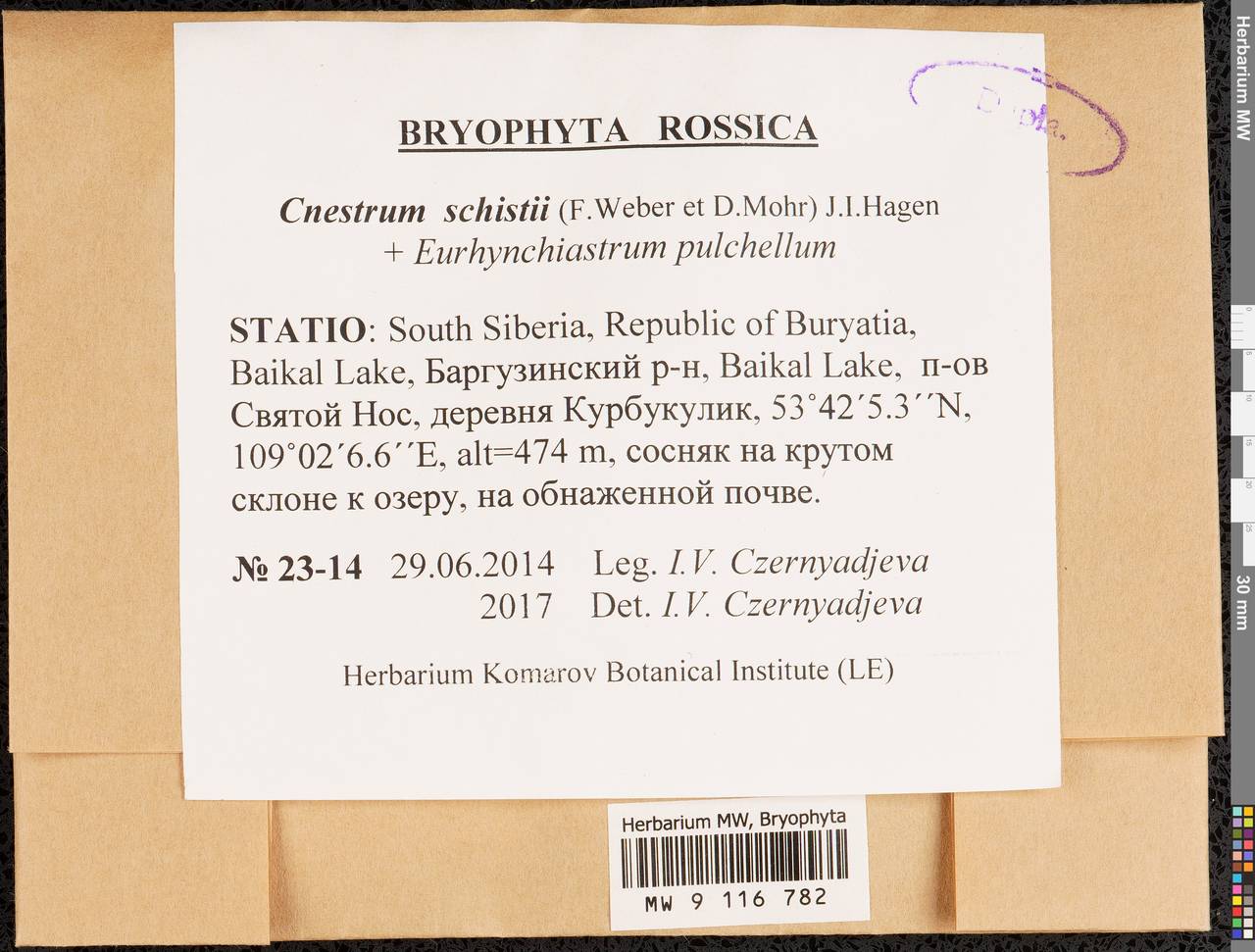 Cnestrum schisti (F. Weber & D. Mohr) I. Hagen, Гербарий мохообразных, Мхи - Прибайкалье и Забайкалье (B18) (Россия)