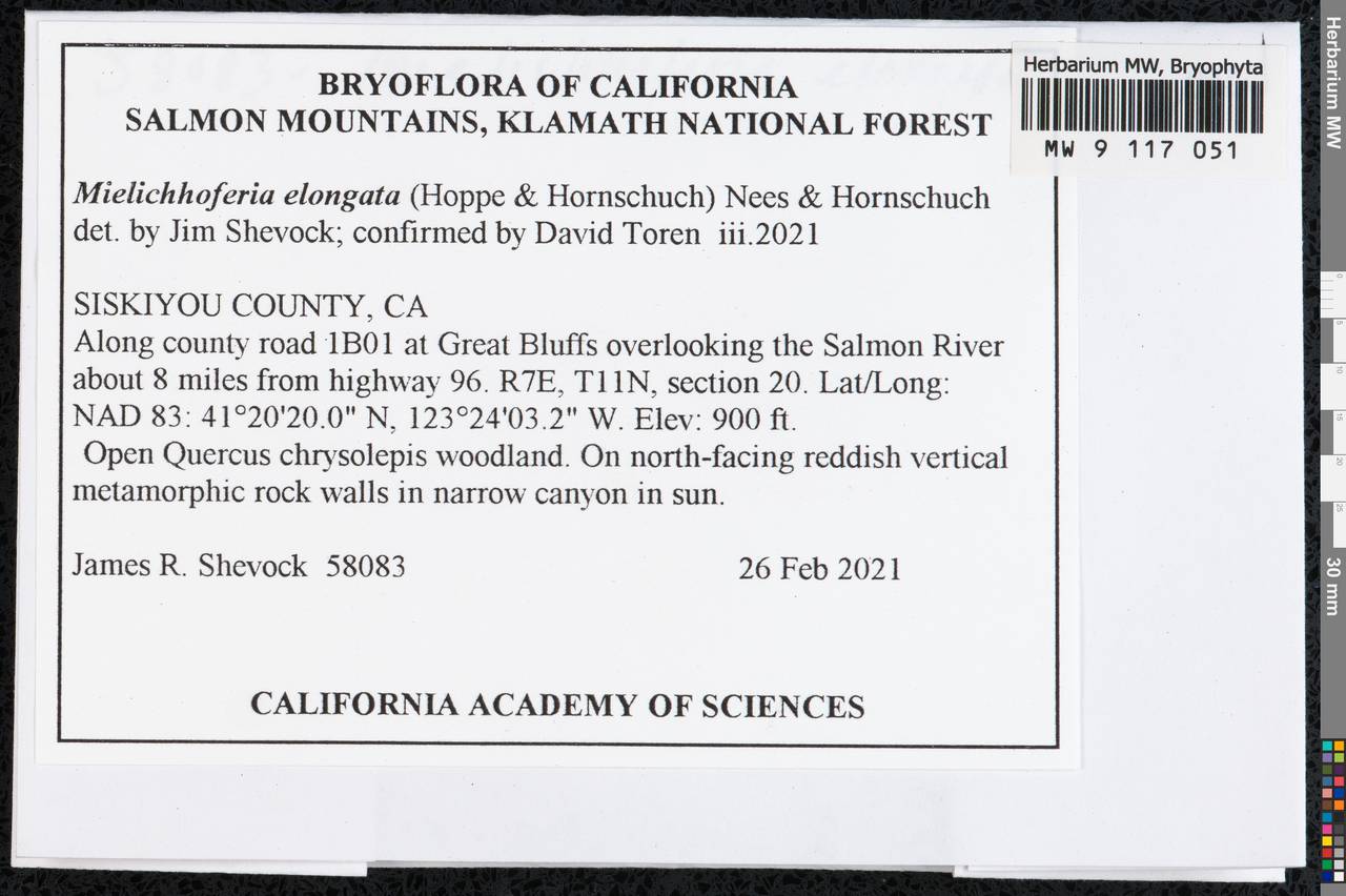 Mielichhoferia elongata (Hoppe & Hornsch. ex Hook.) Hornsch., Гербарий мохообразных, Мхи - Америка (BAm) (США)