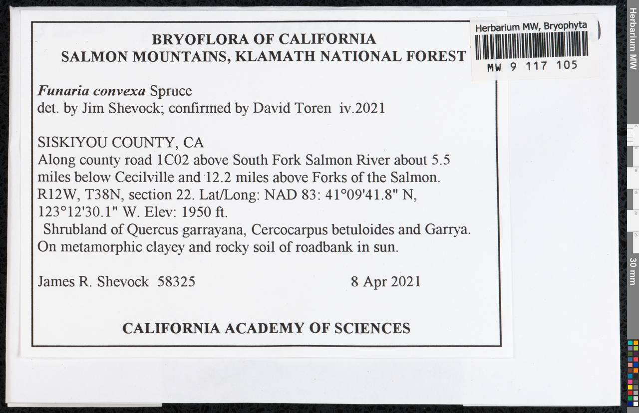 Entosthodon convexus (Spruce) Brugués, Гербарий мохообразных, Мхи - Америка (BAm) (США)