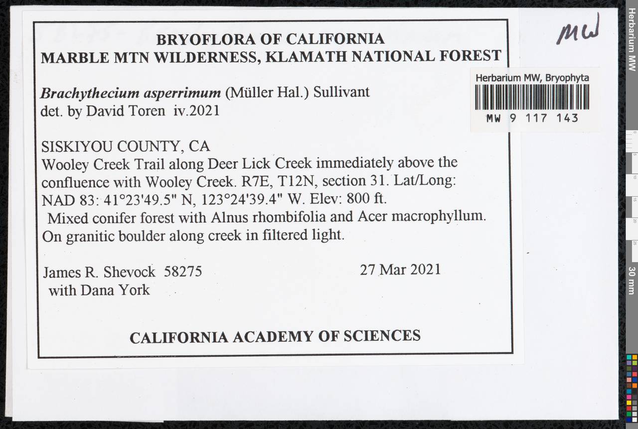 Brachythecium asperrimum (Mitt. ex Müll. Hal.) Sull., Гербарий мохообразных, Мхи - Америка (BAm) (США)