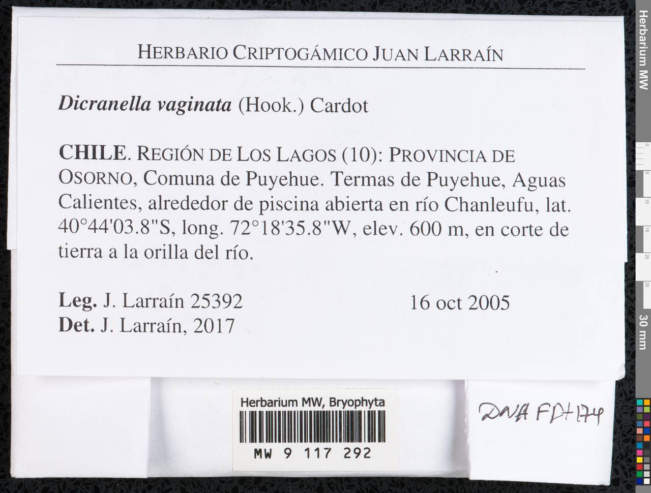 Dicranella vaginata (Hook.) Cardot, Гербарий мохообразных, Мхи - Америка (BAm) (Чили)