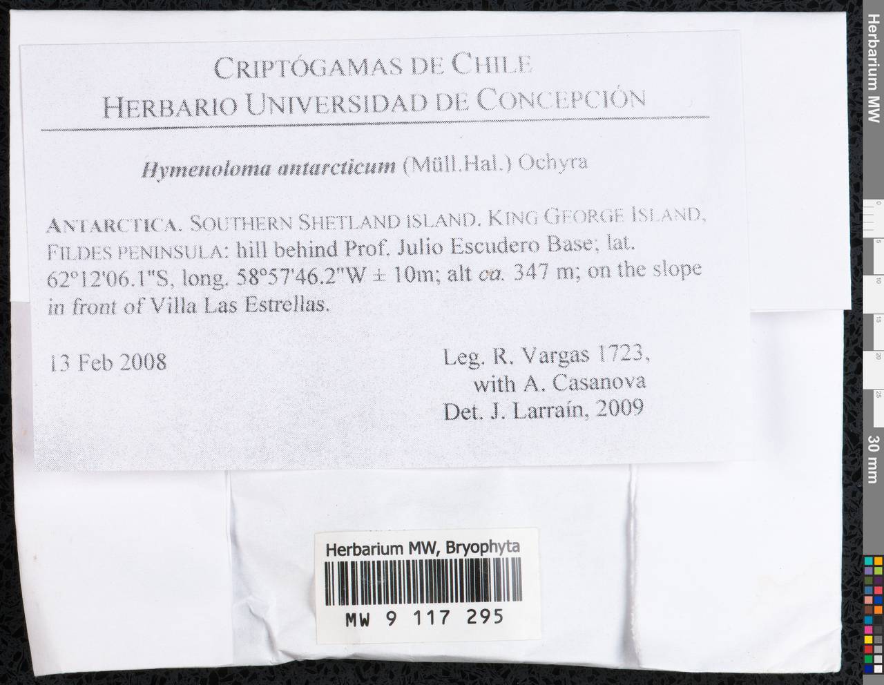 Hymenoloma antarcticum (Müll. Hal.) Ochyra, Гербарий мохообразных, Мхи - Антарктика (BAn) (Антарктида)