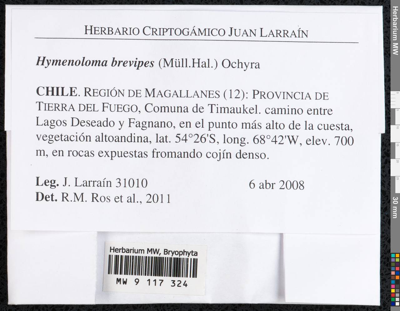 Hymenoloma antarcticum (Müll. Hal.) Ochyra, Гербарий мохообразных, Мхи - Америка (BAm) (Чили)