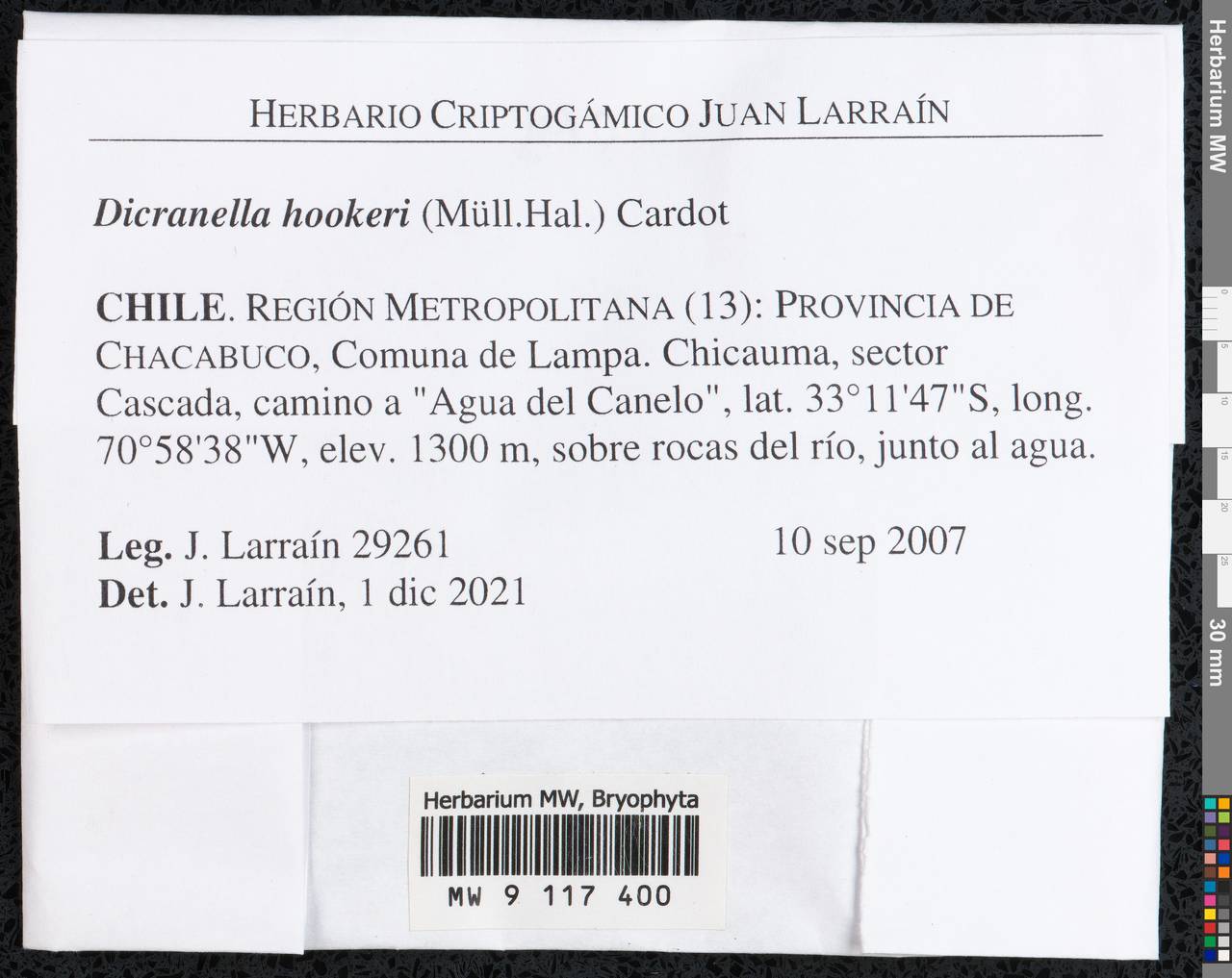 Dicranella hookeri (Müll. Hal.) Cardot, Гербарий мохообразных, Мхи - Америка (BAm) (Чили)