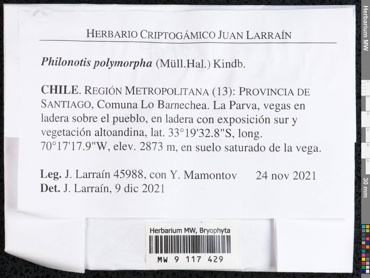 Philonotis polymorpha (Müll. Hal.) Kindb., Гербарий мохообразных, Мхи - Америка (BAm) (Чили)