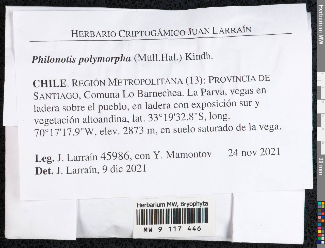 Philonotis polymorpha (Müll. Hal.) Kindb., Гербарий мохообразных, Мхи - Америка (BAm) (Чили)
