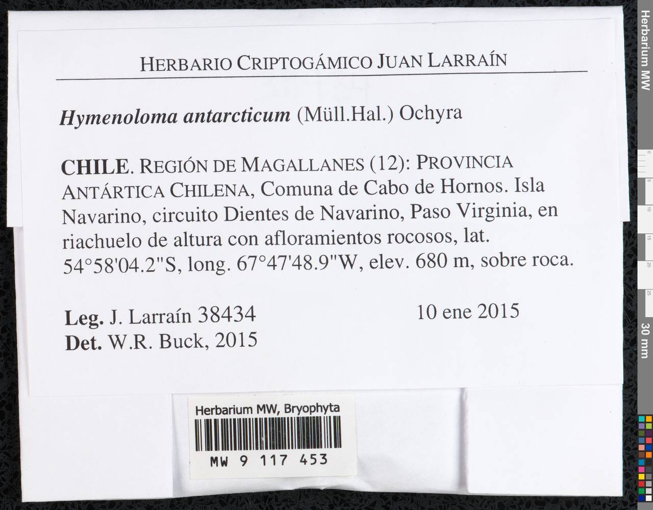 Hymenoloma antarcticum (Müll. Hal.) Ochyra, Гербарий мохообразных, Мхи - Америка (BAm) (Чили)