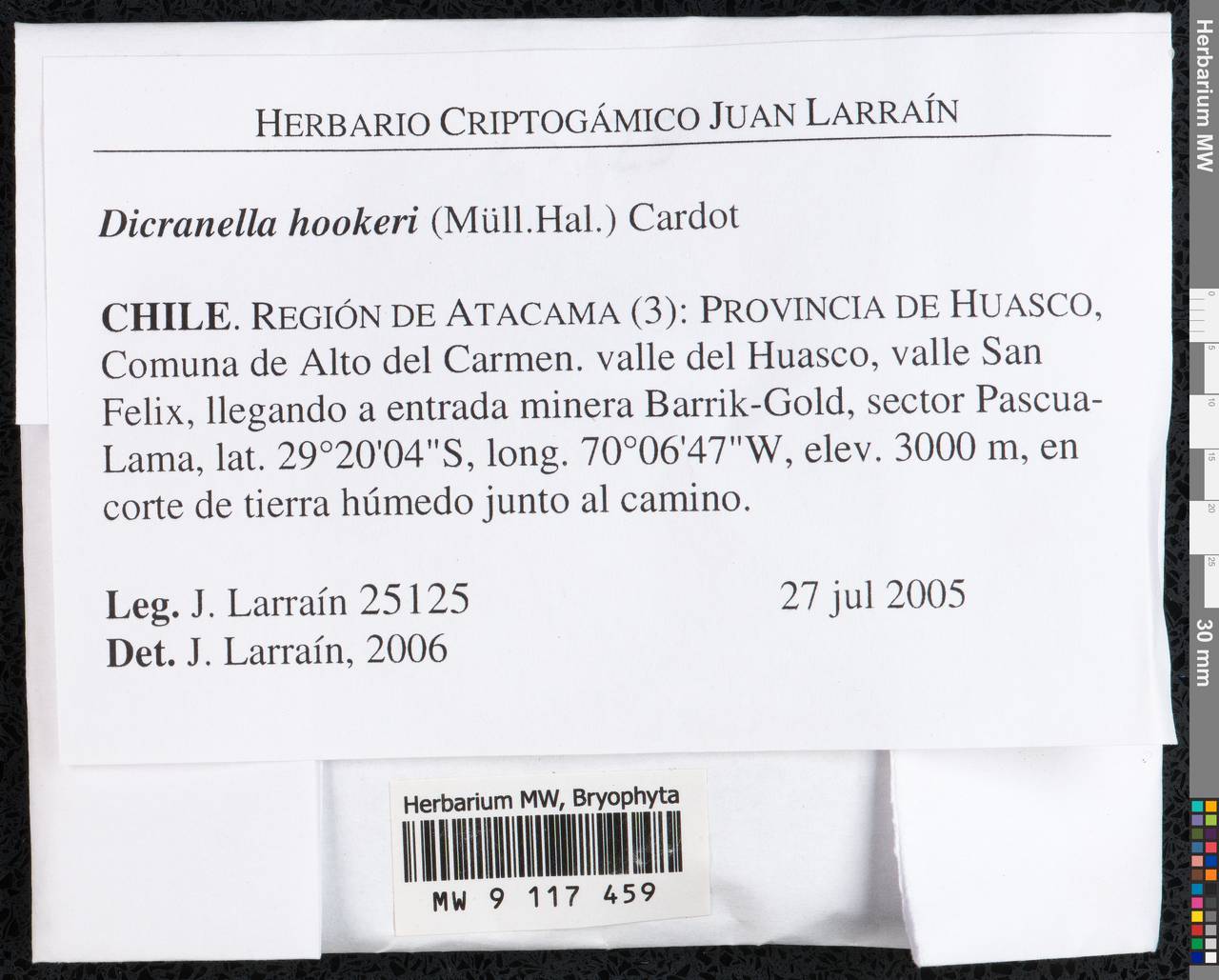 Dicranella hookeri (Müll. Hal.) Cardot, Гербарий мохообразных, Мхи - Америка (BAm) (Чили)