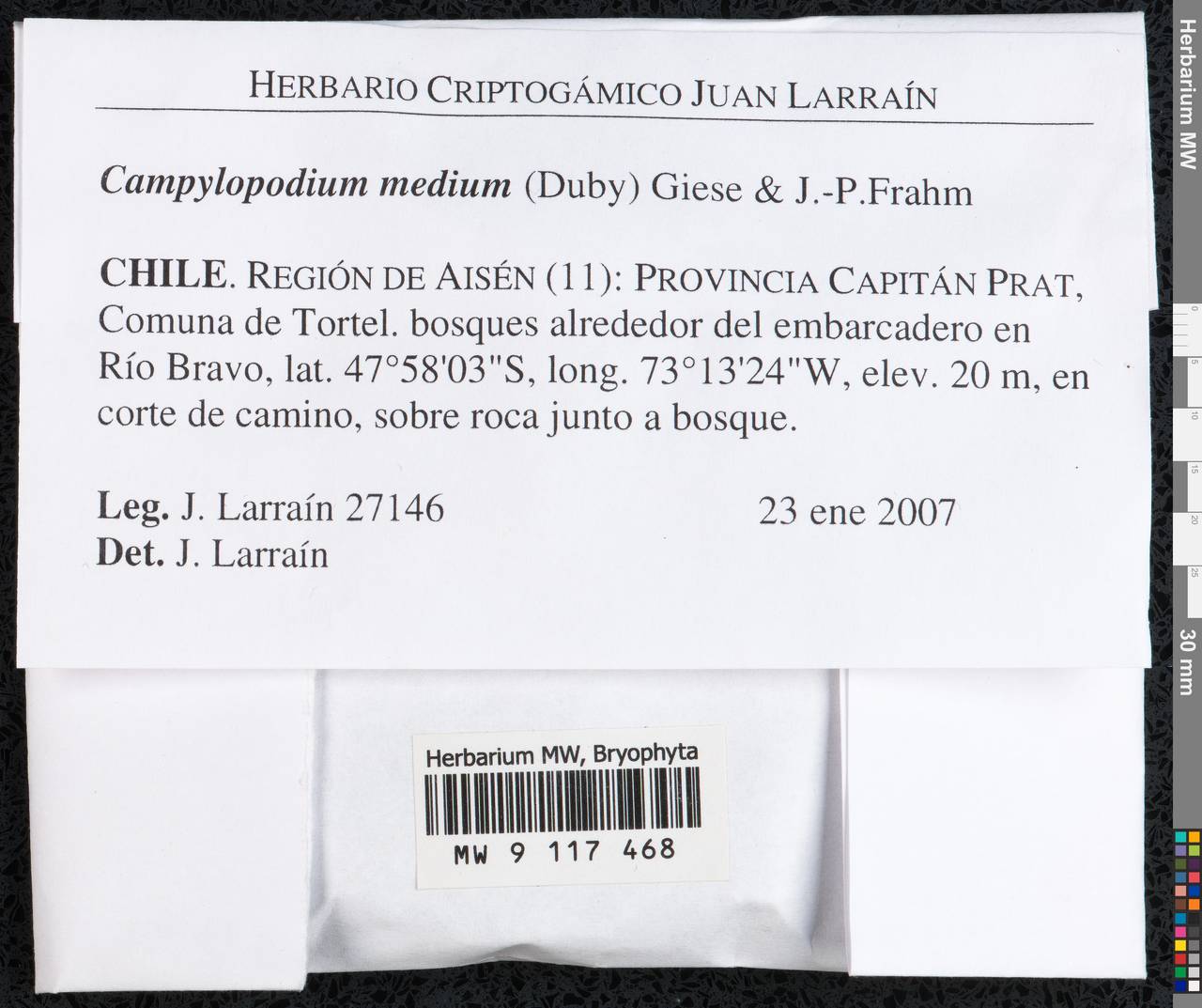 Campylopodium capillaceum (Hook. f. & Wilson) Fife, Гербарий мохообразных, Мхи - Америка (BAm) (Чили)