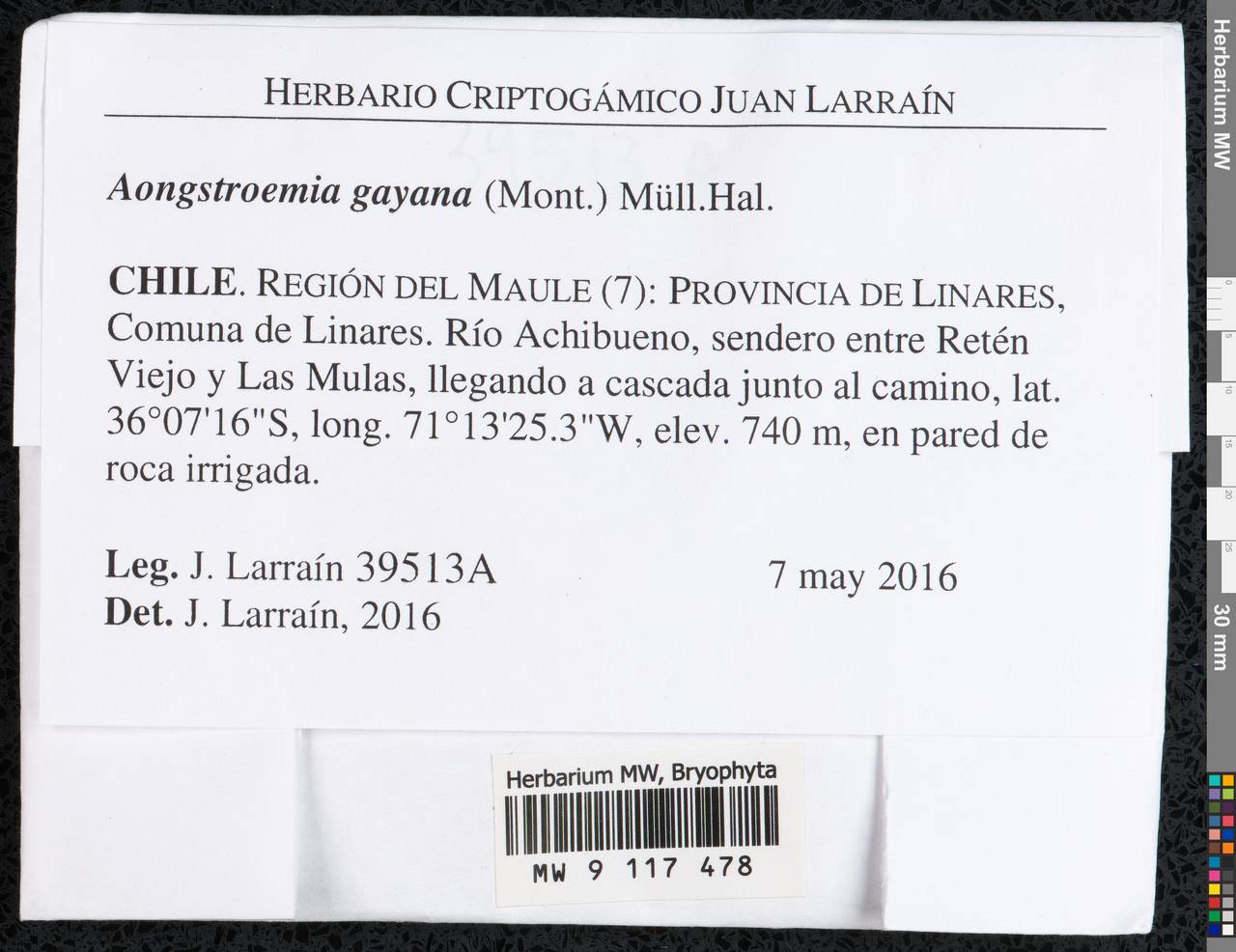 Aongstroemia gayana (Mont.) Müll. Hal., Гербарий мохообразных, Мхи - Америка (BAm) (Чили)