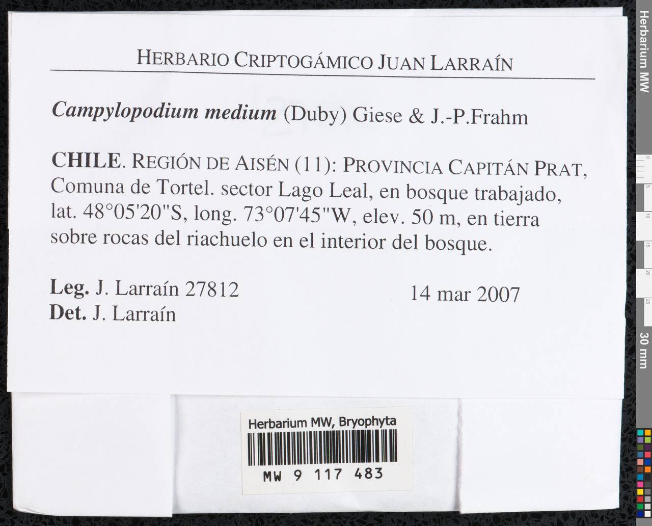 Campylopodium capillaceum (Hook. f. & Wilson) Fife, Гербарий мохообразных, Мхи - Америка (BAm) (Чили)