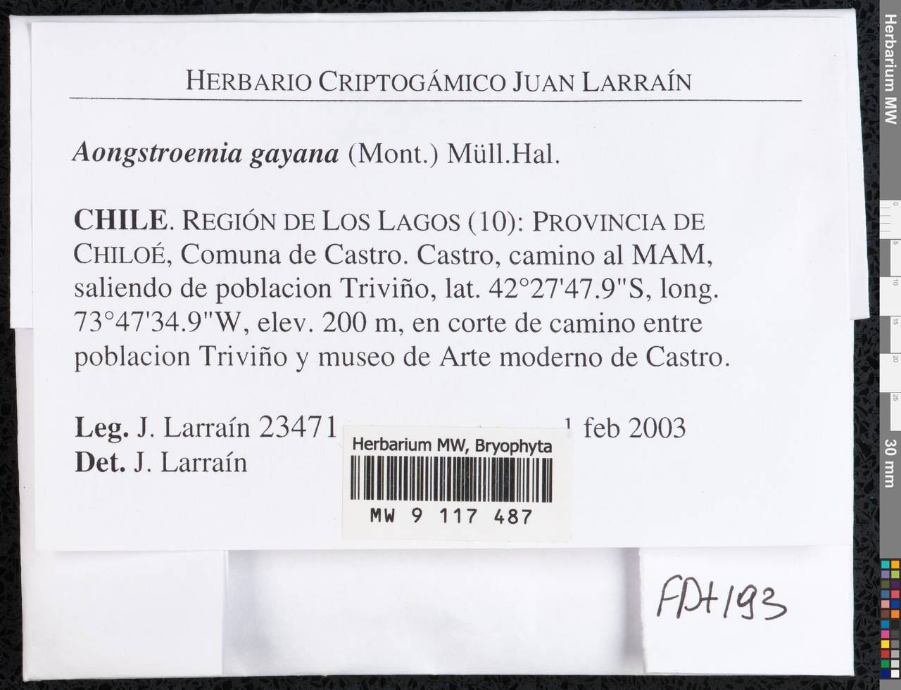 Aongstroemia gayana (Mont.) Müll. Hal., Гербарий мохообразных, Мхи - Америка (BAm) (Чили)