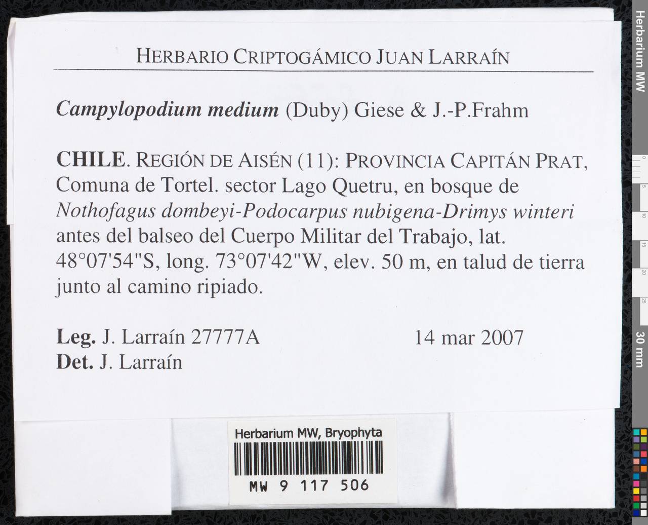 Campylopodium capillaceum (Hook. f. & Wilson) Fife, Гербарий мохообразных, Мхи - Америка (BAm) (Чили)