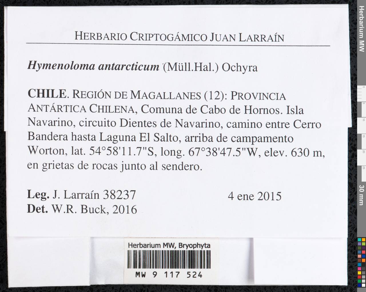 Hymenoloma antarcticum (Müll. Hal.) Ochyra, Гербарий мохообразных, Мхи - Америка (BAm) (Чили)