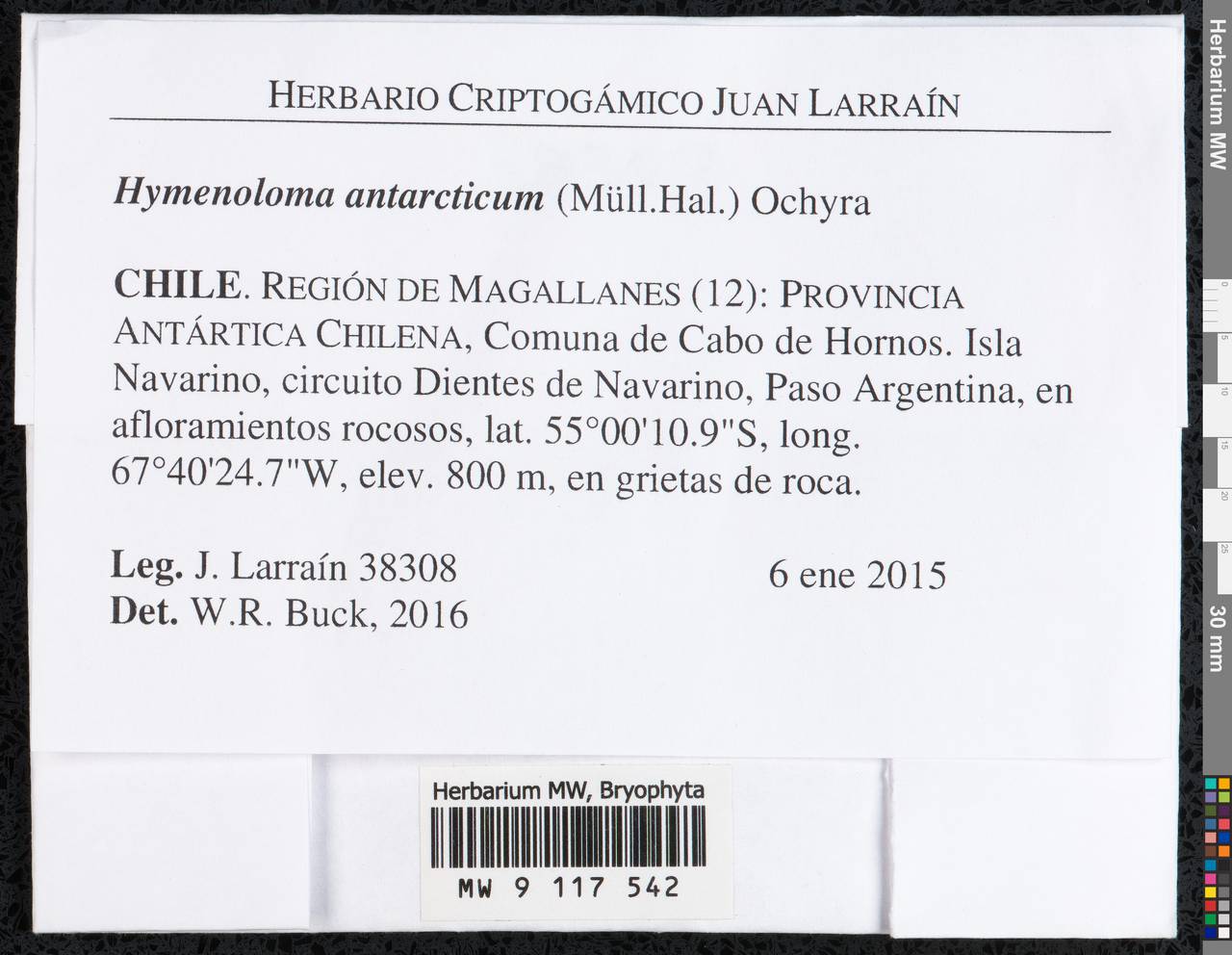 Hymenoloma antarcticum (Müll. Hal.) Ochyra, Гербарий мохообразных, Мхи - Америка (BAm) (Чили)