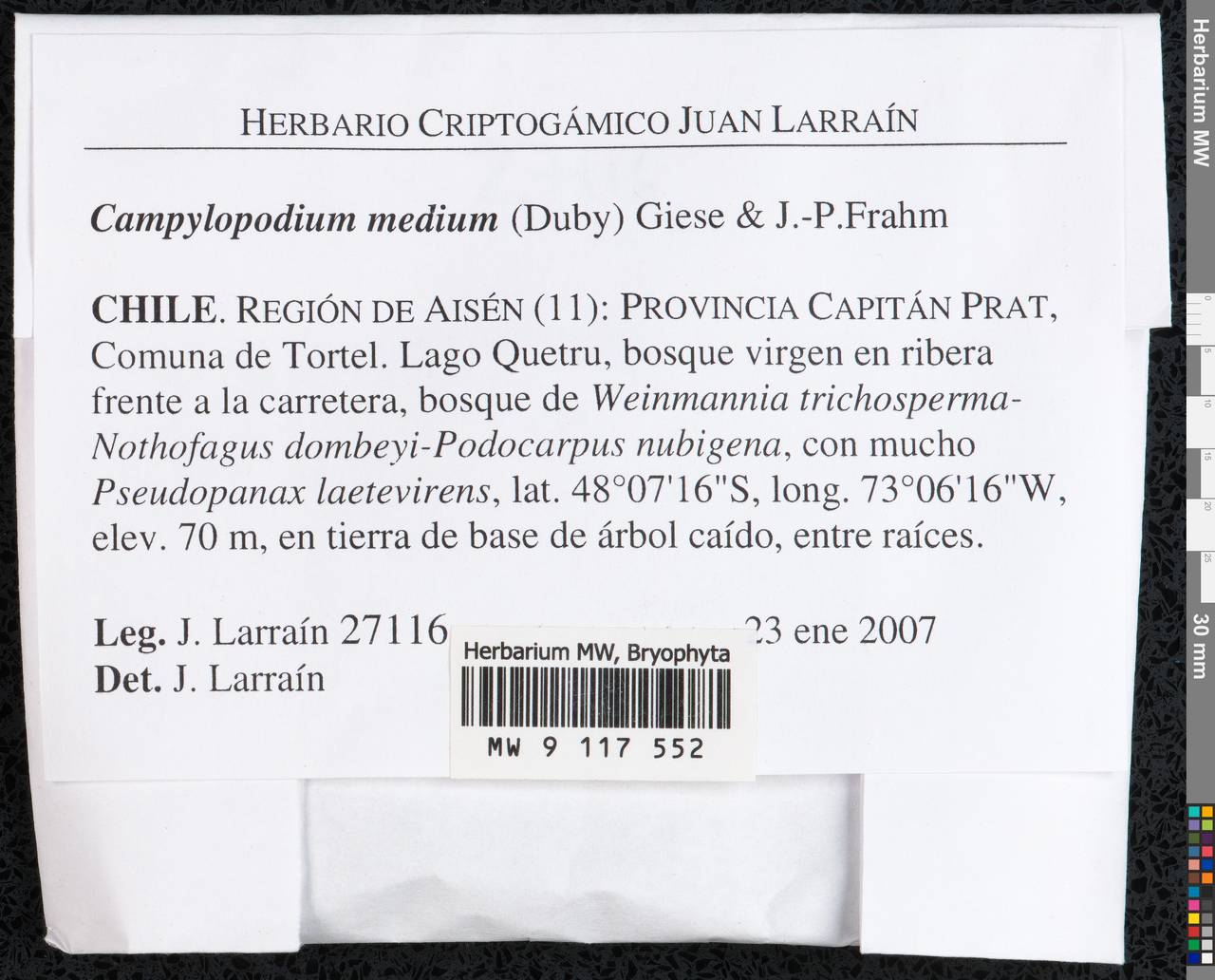 Campylopodium capillaceum (Hook. f. & Wilson) Fife, Гербарий мохообразных, Мхи - Америка (BAm) (Чили)