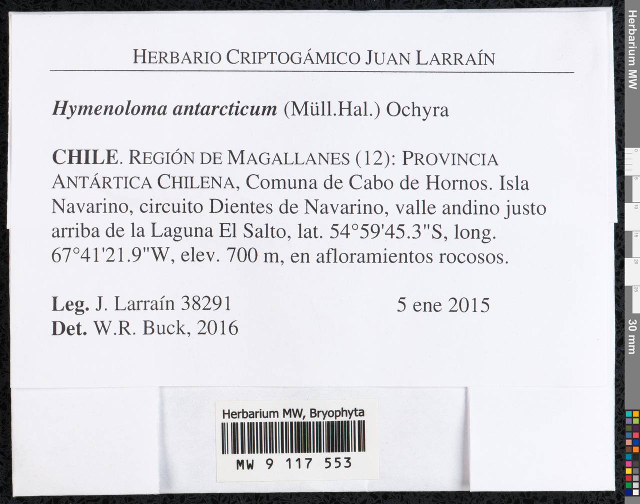 Hymenoloma antarcticum (Müll. Hal.) Ochyra, Гербарий мохообразных, Мхи - Америка (BAm) (Чили)