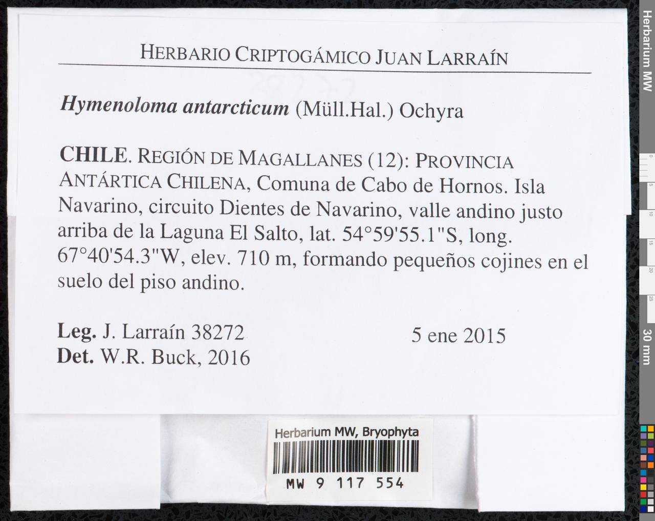 Hymenoloma antarcticum (Müll. Hal.) Ochyra, Гербарий мохообразных, Мхи - Америка (BAm) (Чили)