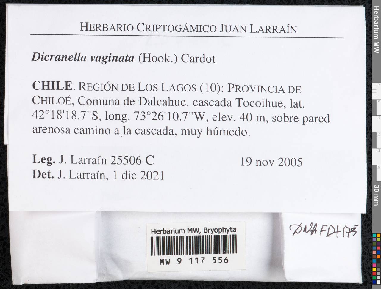 Dicranella vaginata (Hook.) Cardot, Гербарий мохообразных, Мхи - Америка (BAm) (Чили)