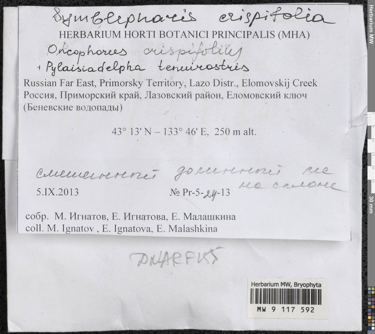 Symblepharis crispifolia (Mitt.) Fedosov, M. Stech & Ignatov, Гербарий мохообразных, Мхи - Дальний Восток (без Чукотки и Камчатки) (B20) (Россия)