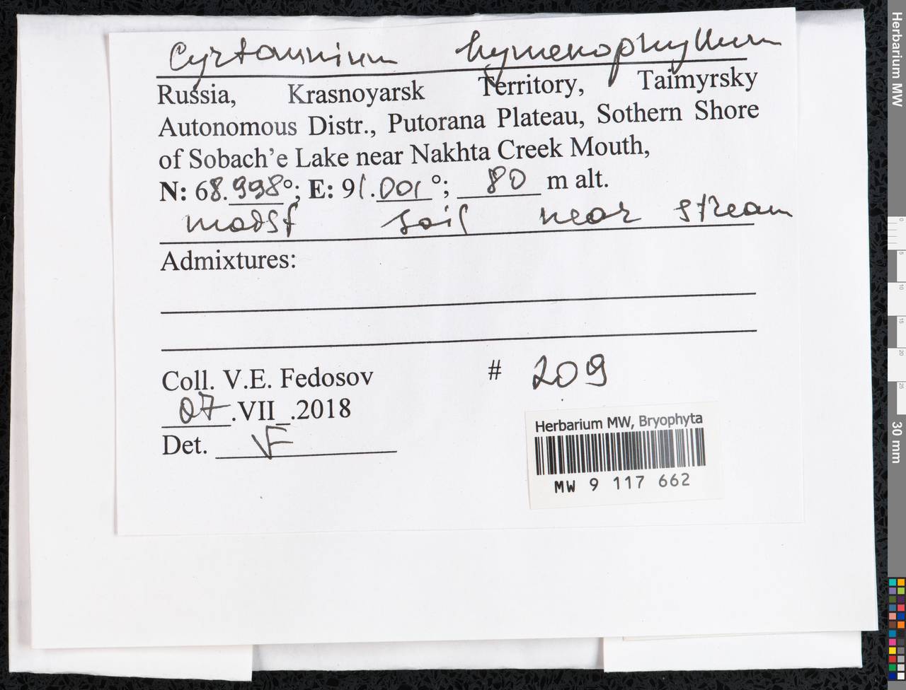Cyrtomnium hymenophyllum (Bruch & Schimp.) Holmen, Гербарий мохообразных, Мхи - Красноярский край, Тыва и Хакасия (B17) (Россия)
