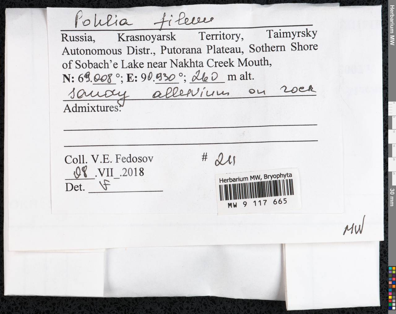 Pohlia filum (Schimp.) Mårtensson, Гербарий мохообразных, Мхи - Красноярский край, Тыва и Хакасия (B17) (Россия)