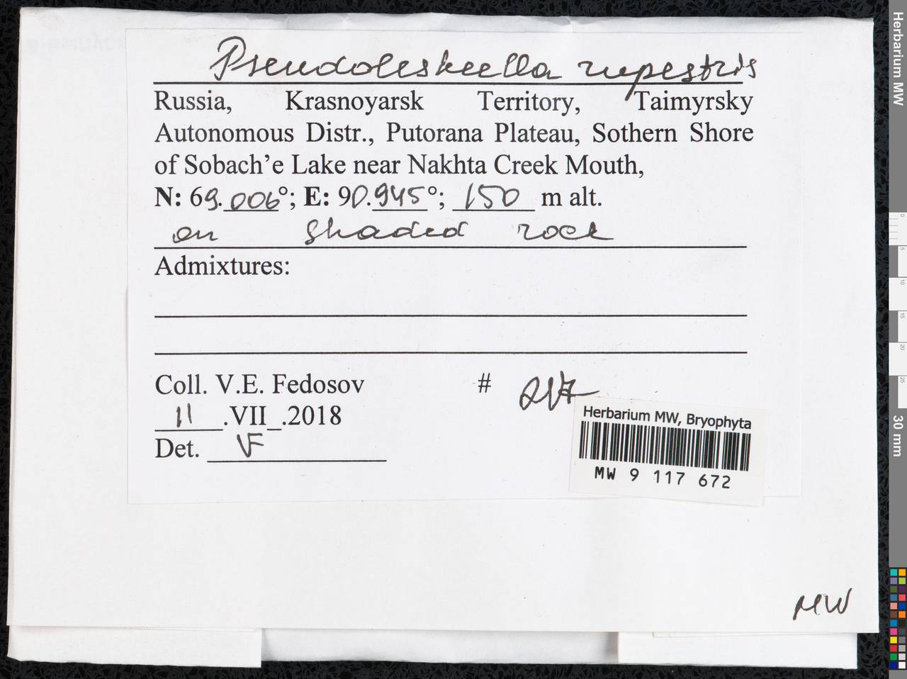 Pseudoleskeella rupestris (Berggr.) Hedenäs & L. Söderstr., Гербарий мохообразных, Мхи - Красноярский край, Тыва и Хакасия (B17) (Россия)