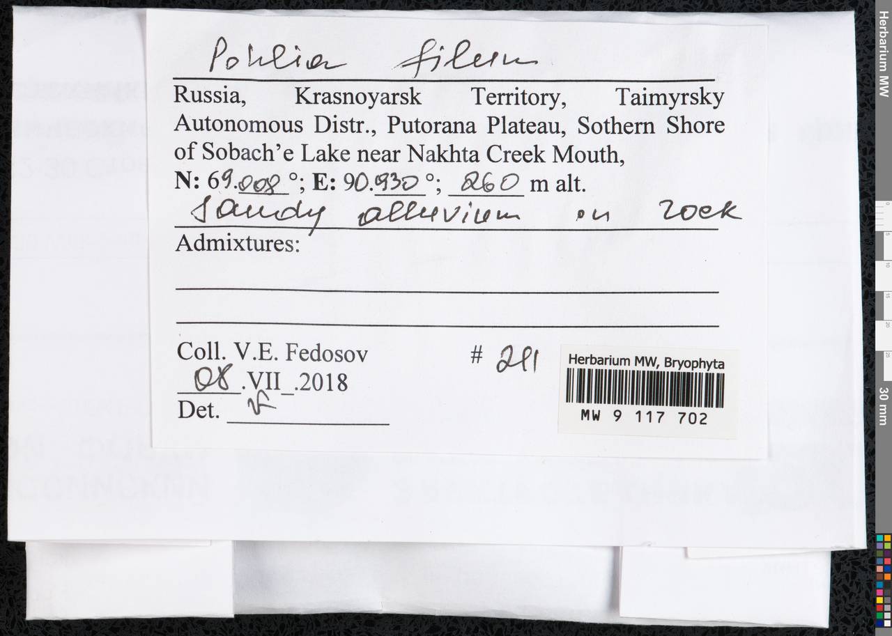 Pohlia filum (Schimp.) Mårtensson, Гербарий мохообразных, Мхи - Красноярский край, Тыва и Хакасия (B17) (Россия)