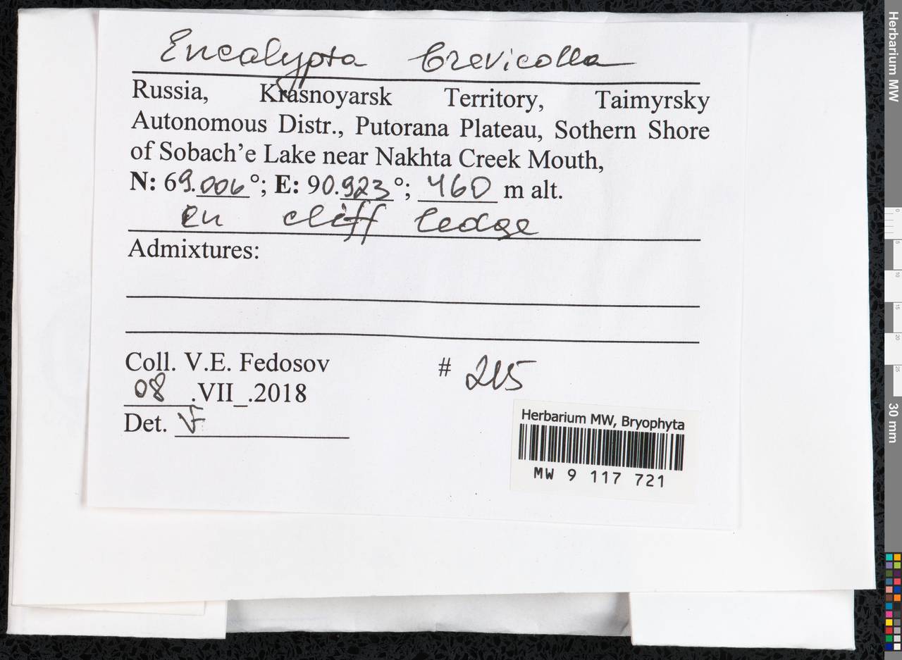 Encalypta brevicolla (Bruch & Schimp.) Ångstr., Гербарий мохообразных, Мхи - Красноярский край, Тыва и Хакасия (B17) (Россия)