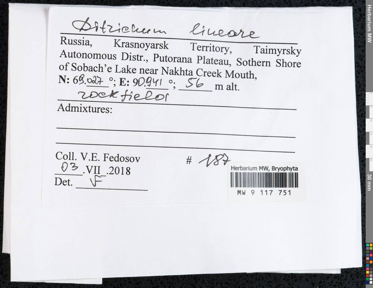 Ditrichum lineare (Sw.) Lindb., Гербарий мохообразных, Мхи - Красноярский край, Тыва и Хакасия (B17) (Россия)