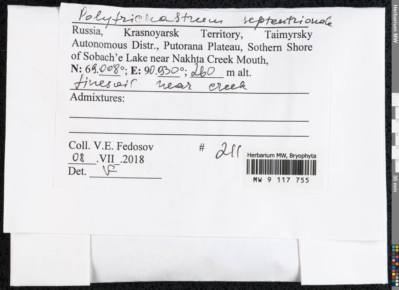 Polytrichastrum septentrionale (Sw. ex Brid.) E.I. Ivanova, N.E. Bell & Ignatov, Гербарий мохообразных, Мхи - Красноярский край, Тыва и Хакасия (B17) (Россия)
