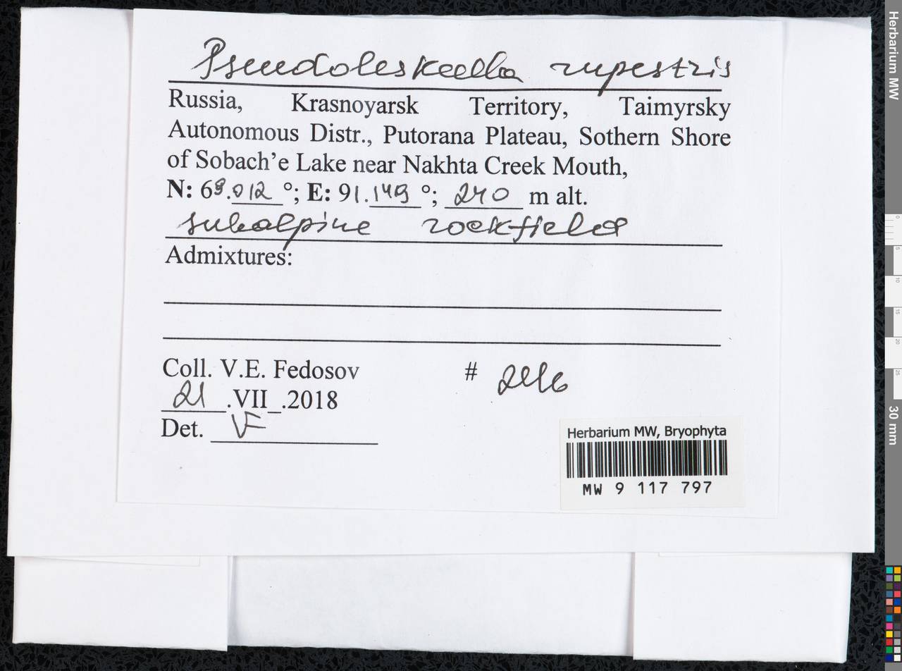 Pseudoleskeella rupestris (Berggr.) Hedenäs & L. Söderstr., Гербарий мохообразных, Мхи - Красноярский край, Тыва и Хакасия (B17) (Россия)