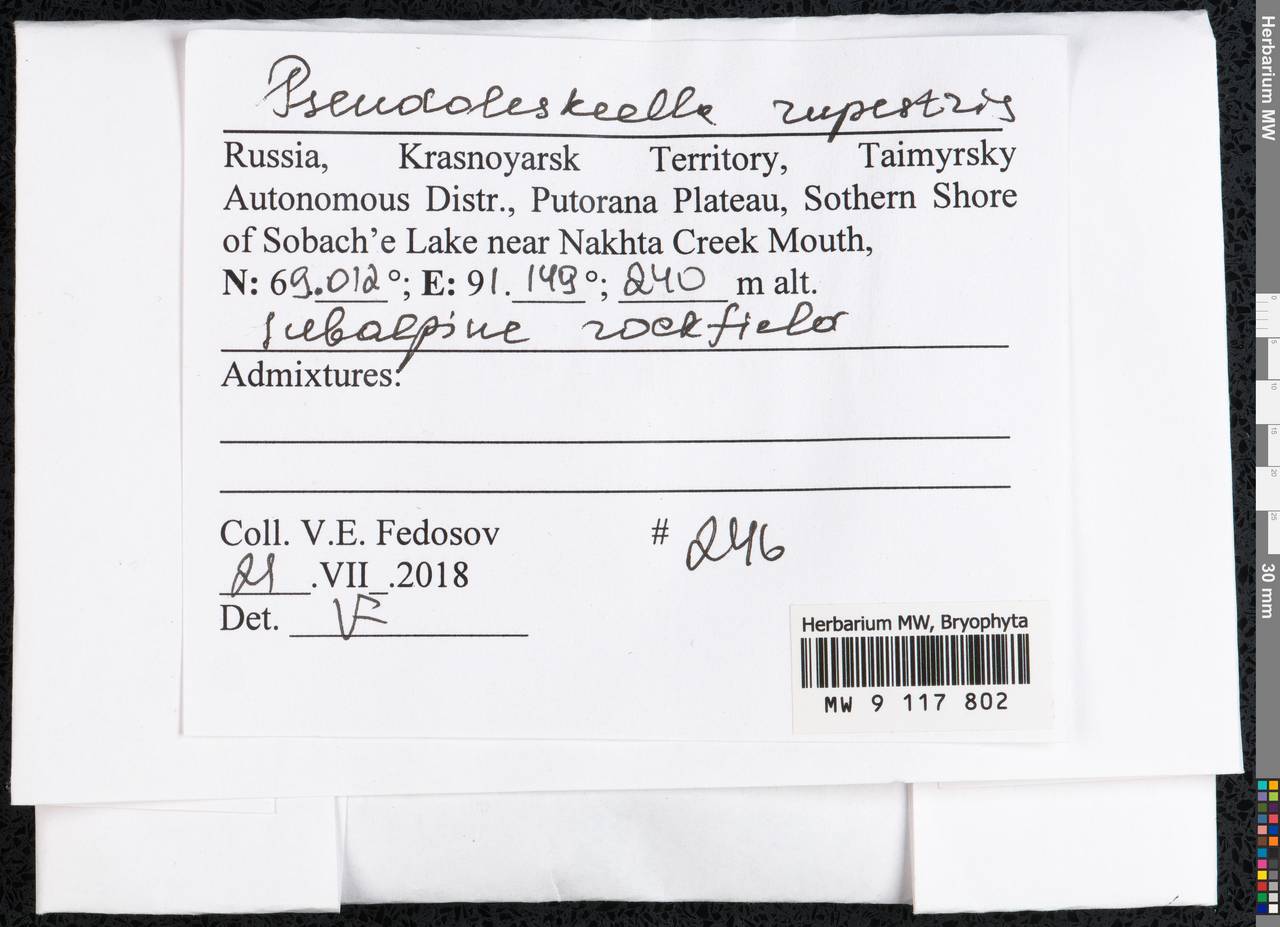 Pseudoleskeella rupestris (Berggr.) Hedenäs & L. Söderstr., Гербарий мохообразных, Мхи - Красноярский край, Тыва и Хакасия (B17) (Россия)