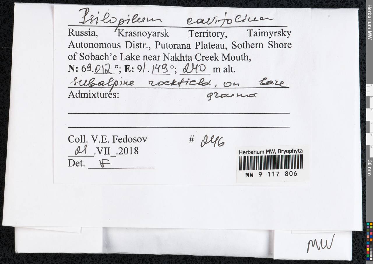 Psilopilum cavifolium (Wilson) I. Hagen, Гербарий мохообразных, Мхи - Красноярский край, Тыва и Хакасия (B17) (Россия)