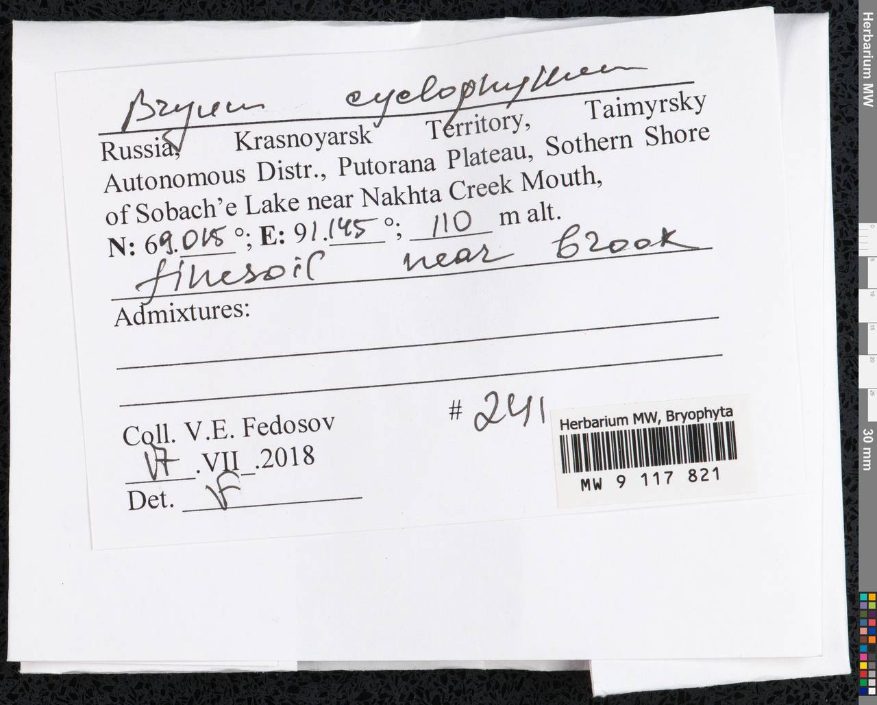 Ptychostomum cyclophyllum (Schwägr.) J.R. Spence, Гербарий мохообразных, Мхи - Красноярский край, Тыва и Хакасия (B17) (Россия)