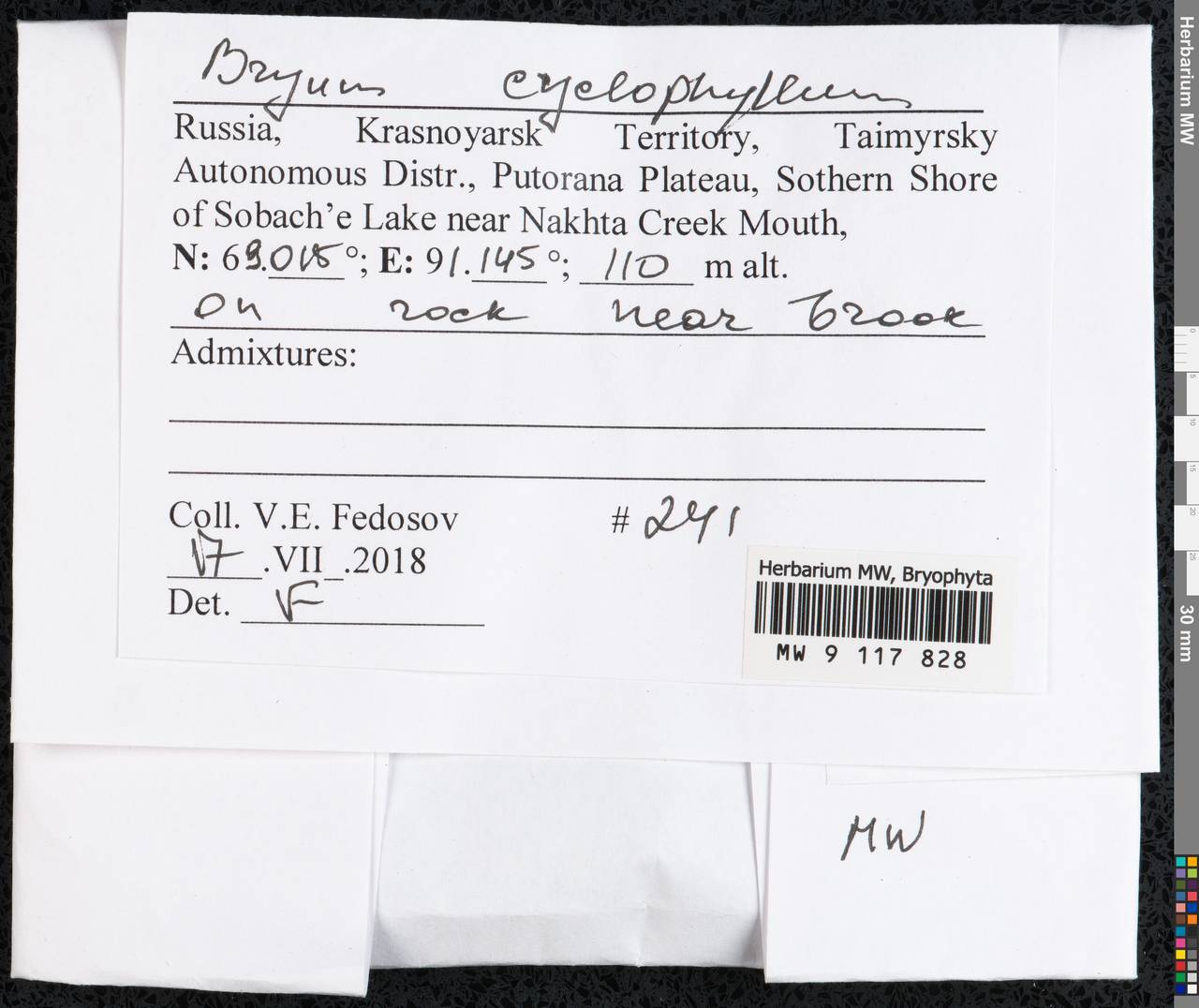 Ptychostomum cyclophyllum (Schwägr.) J.R. Spence, Гербарий мохообразных, Мхи - Красноярский край, Тыва и Хакасия (B17) (Россия)