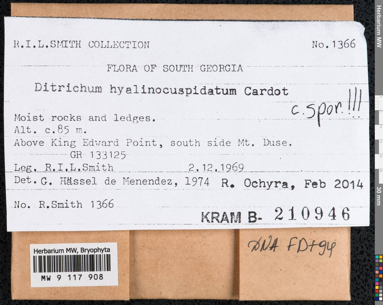 Ditrichum hyalinocuspidatum Cardot, Гербарий мохообразных, Мхи - Антарктика (BAn) (Южная Георгия и Южные Сандвичевы Острова)