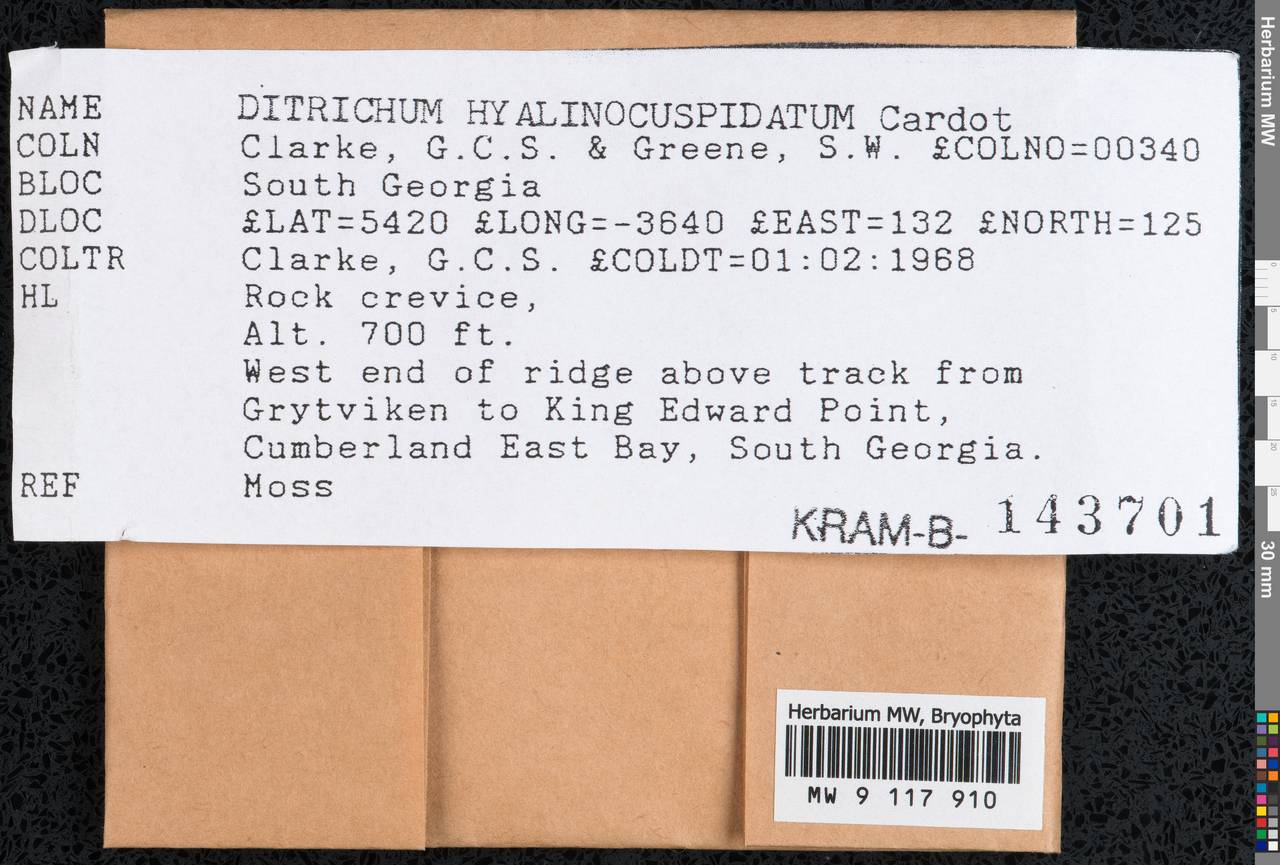 Ditrichum hyalinocuspidatum Cardot, Гербарий мохообразных, Мхи - Антарктика (BAn) (Южная Георгия и Южные Сандвичевы Острова)