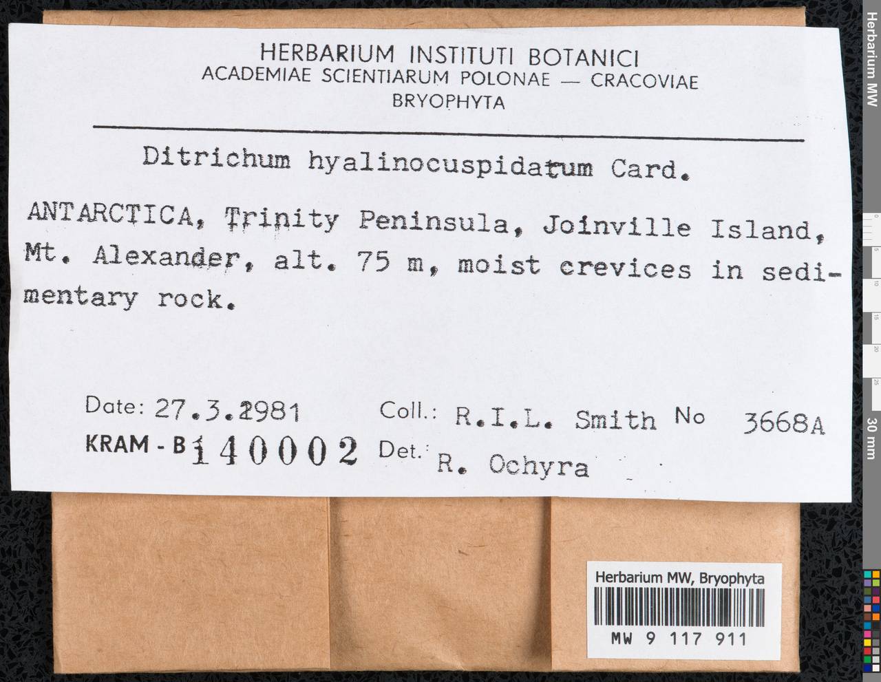 Ditrichum hyalinocuspidatum Cardot, Гербарий мохообразных, Мхи - Антарктика (BAn) (Антарктида)