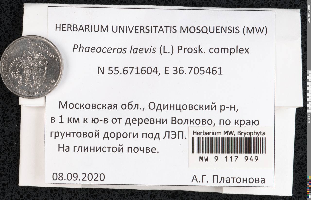 Phaeoceros laevis (L.) Prosk., Гербарий мохообразных, Мхи - Москва и Московская область (B6a) (Россия)