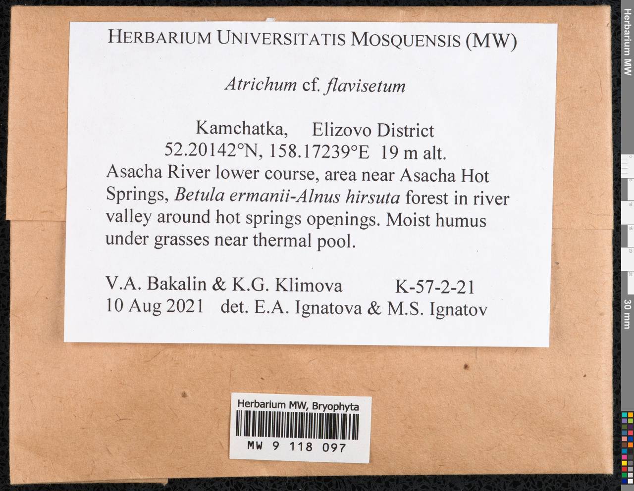 Atrichum flavisetum Mitt., Гербарий мохообразных, Мхи - Чукотка и Камчатка (B21) (Россия)