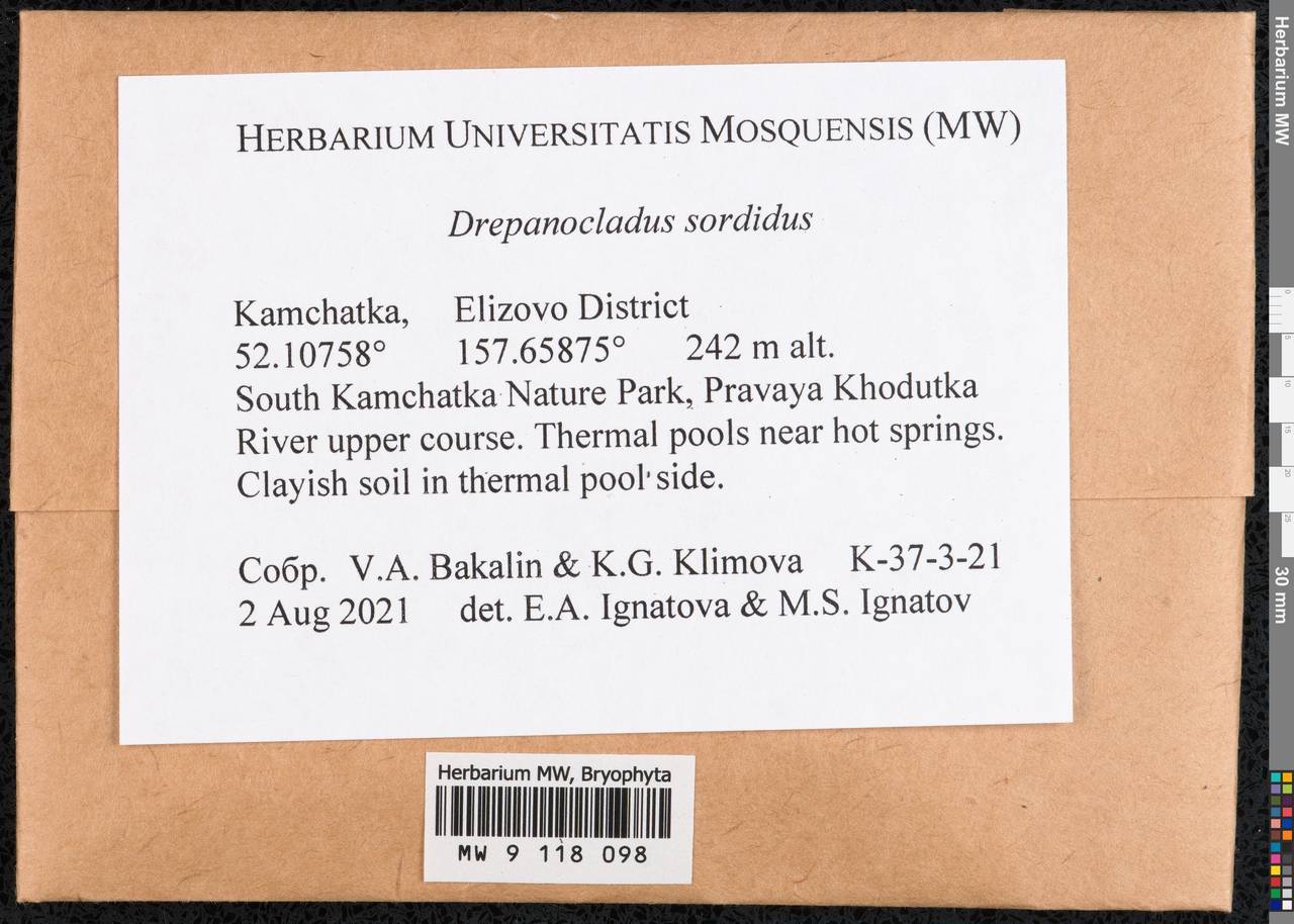 Drepanocladus sordidus (Müll. Hal.) Hedenäs, Гербарий мохообразных, Мхи - Чукотка и Камчатка (B21) (Россия)